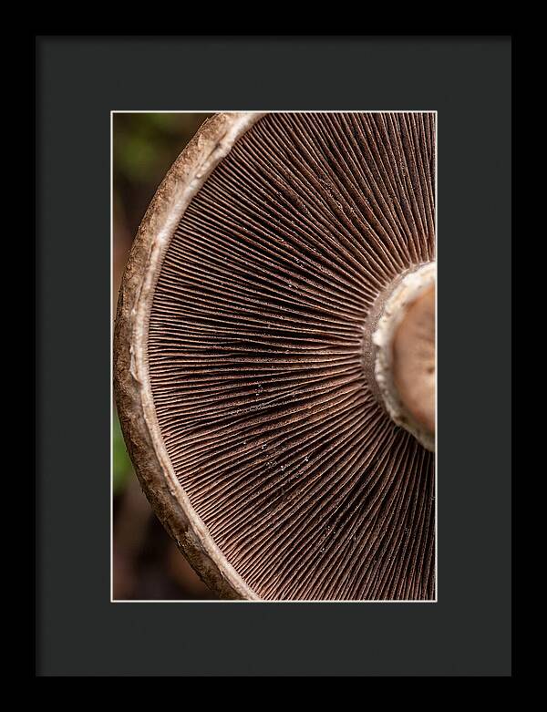 Fascinating Fungi Patterns