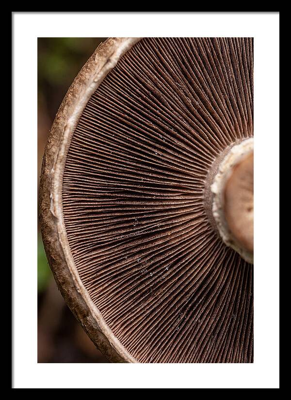 Fascinating Fungi Patterns