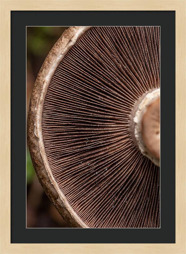 Fascinating Fungi Patterns