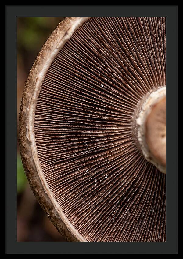 Fascinating Fungi Patterns