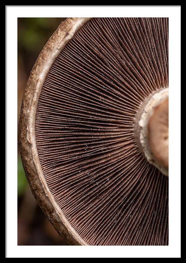 Fascinating Fungi Patterns