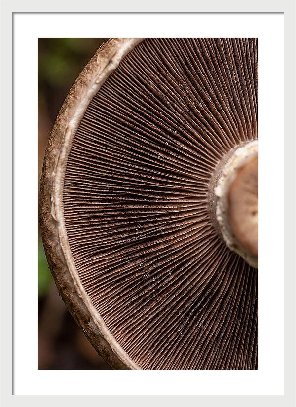 Fascinating Fungi Patterns