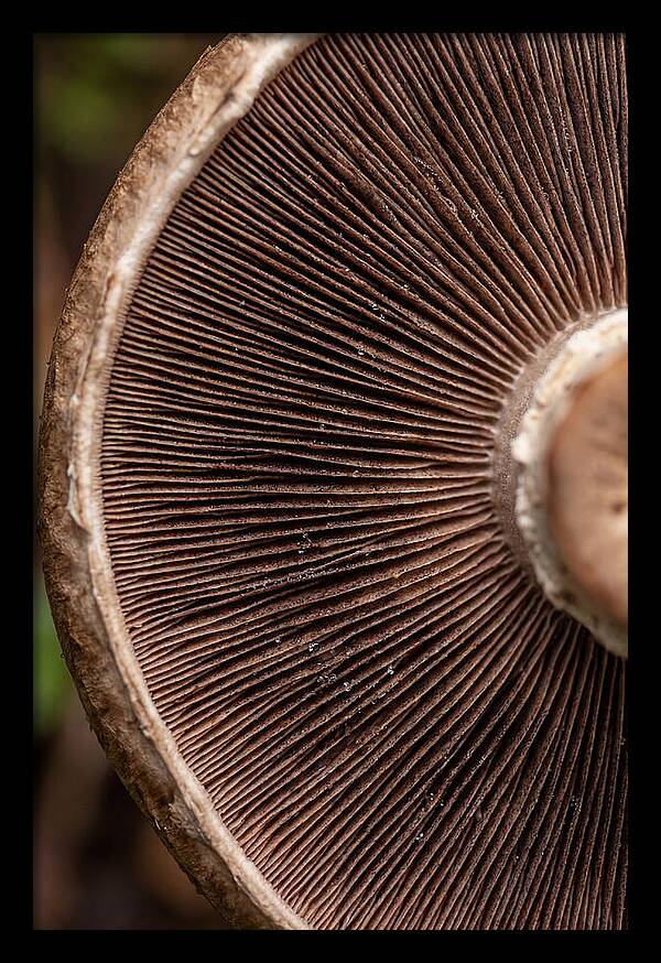Fascinating Fungi Patterns