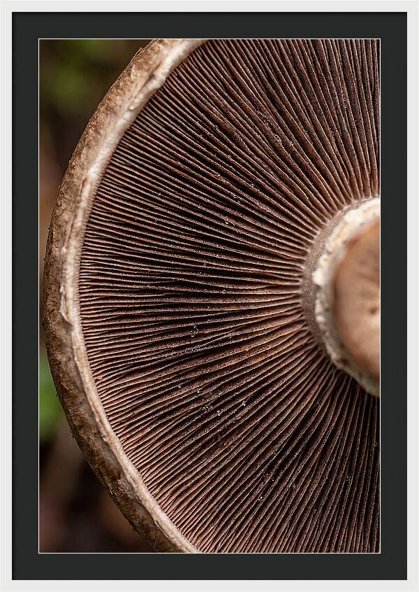 Fascinating Fungi Patterns