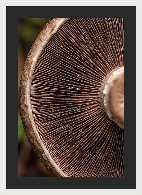 Fascinating Fungi Patterns