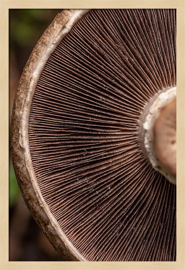 Fascinating Fungi Patterns