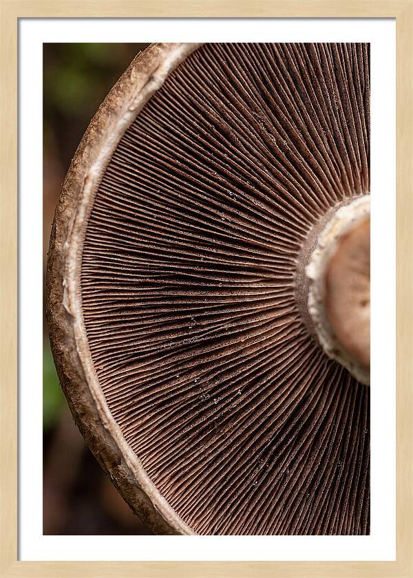 Fascinating Fungi Patterns