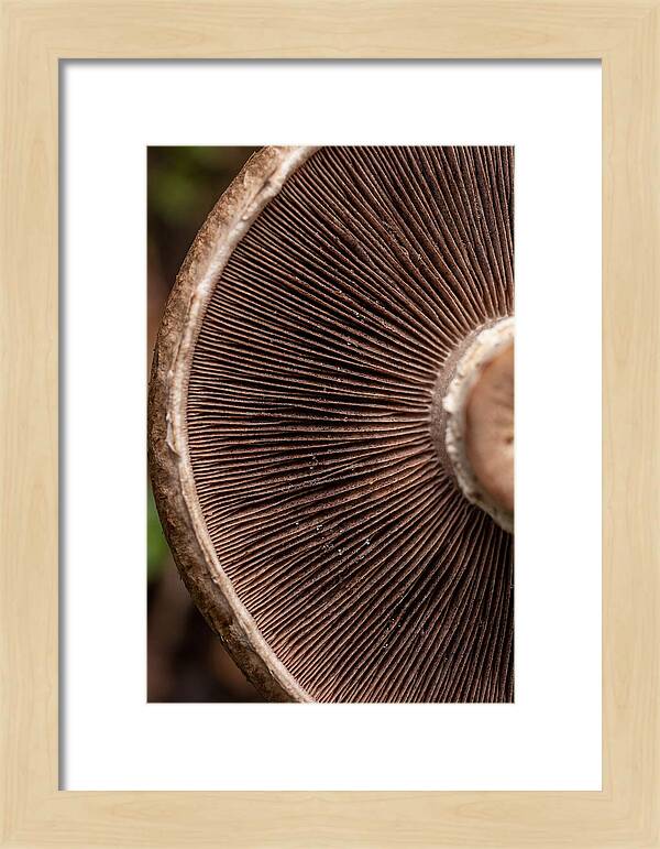 Fascinating Fungi Patterns