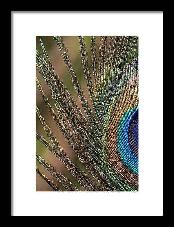 Feather Barbs Of A Peacock