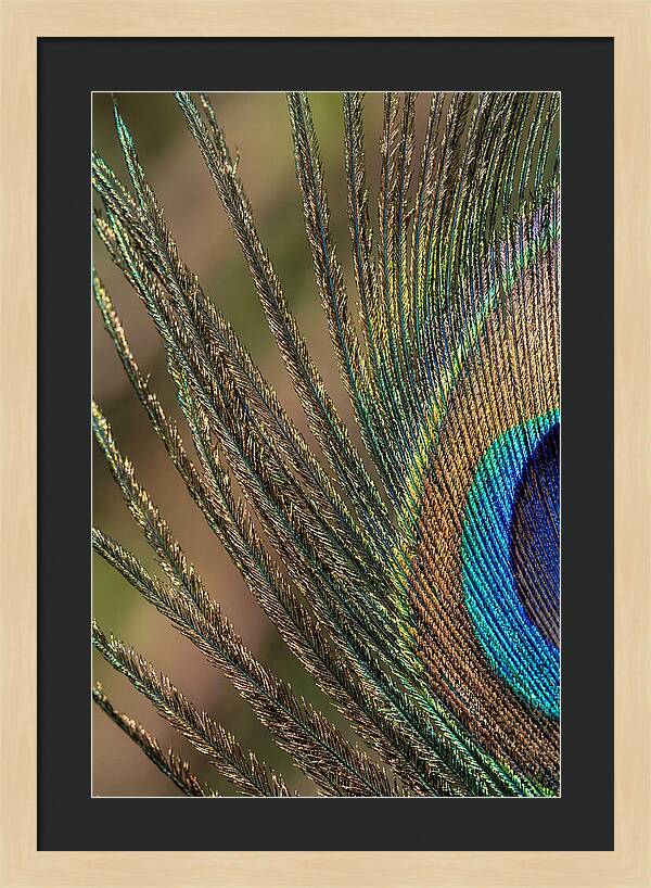 Feather Barbs Of A Peacock