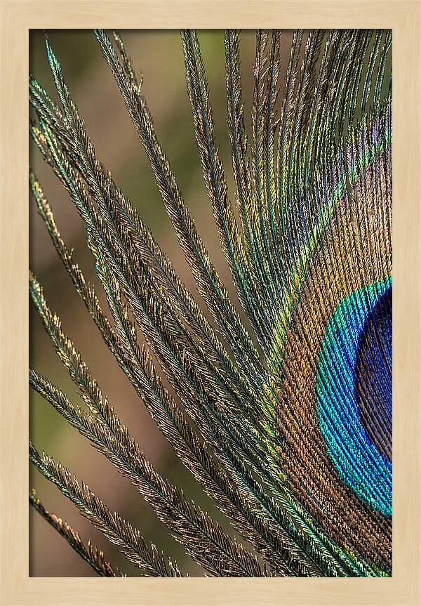Feather Barbs Of A Peacock