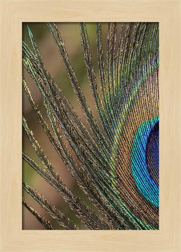 Feather Barbs Of A Peacock
