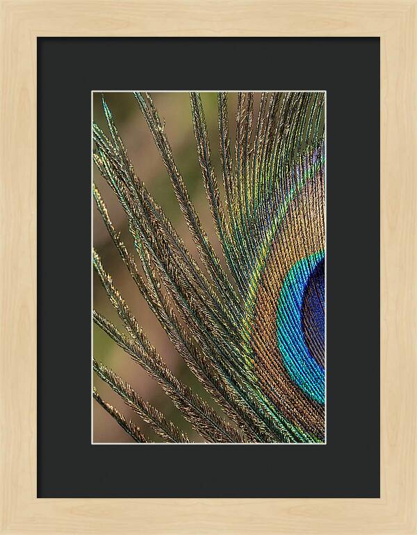 Feather Barbs Of A Peacock