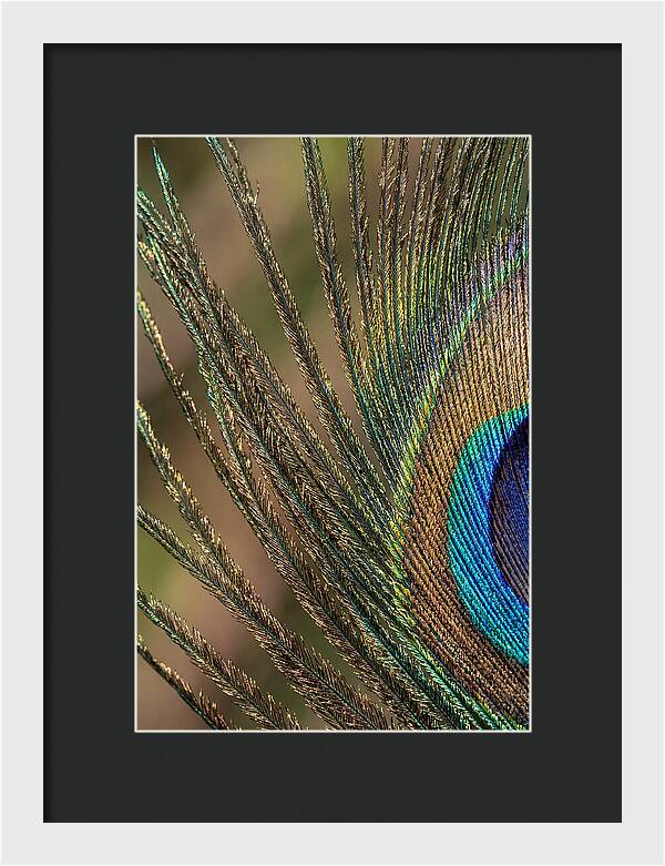 Feather Barbs Of A Peacock