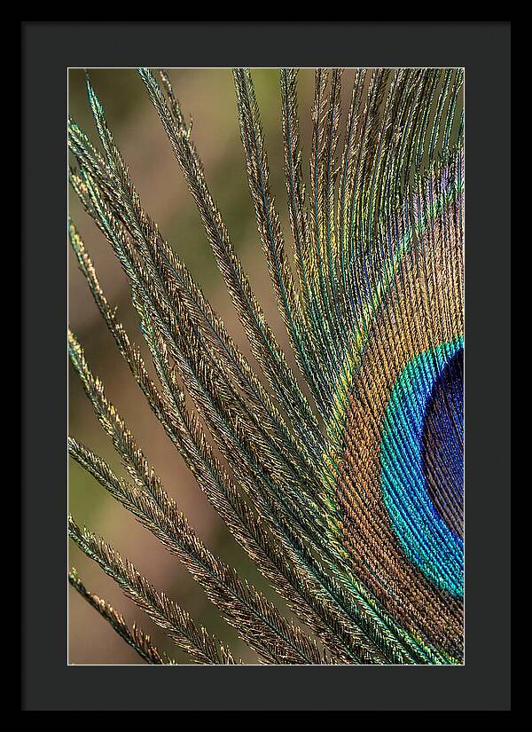 Feather Barbs Of A Peacock
