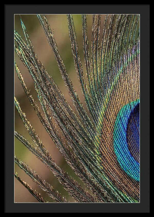 Feather Barbs Of A Peacock