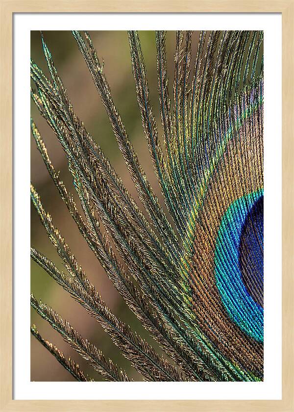 Feather Barbs Of A Peacock