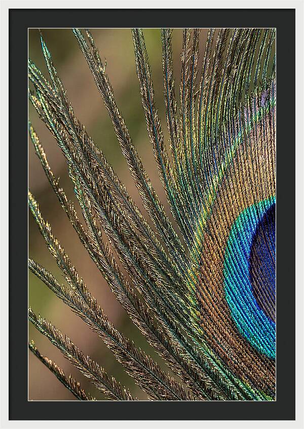 Feather Barbs Of A Peacock