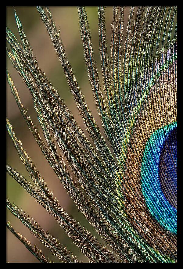 Feather Barbs Of A Peacock