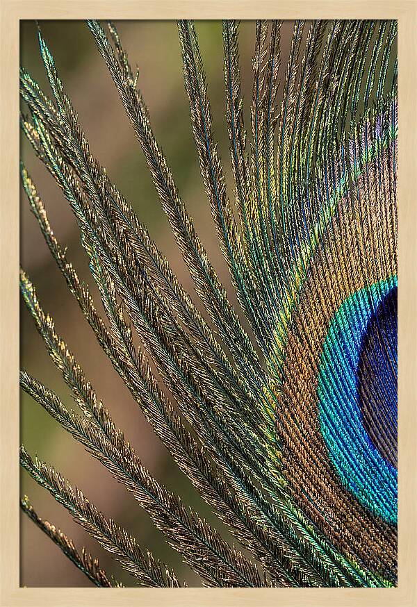 Feather Barbs Of A Peacock