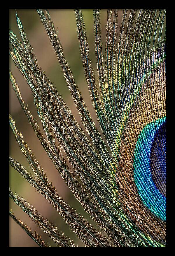 Feather Barbs Of A Peacock
