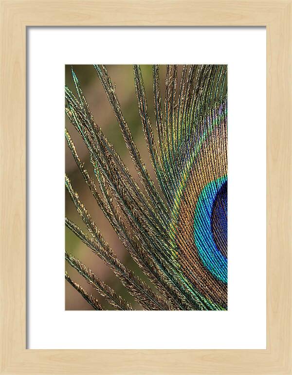 Feather Barbs Of A Peacock
