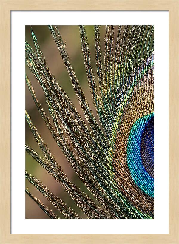 Feather Barbs Of A Peacock