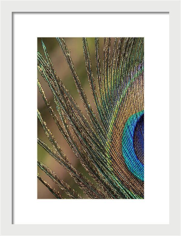 Feather Barbs Of A Peacock