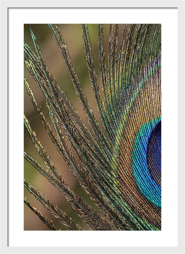 Feather Barbs Of A Peacock