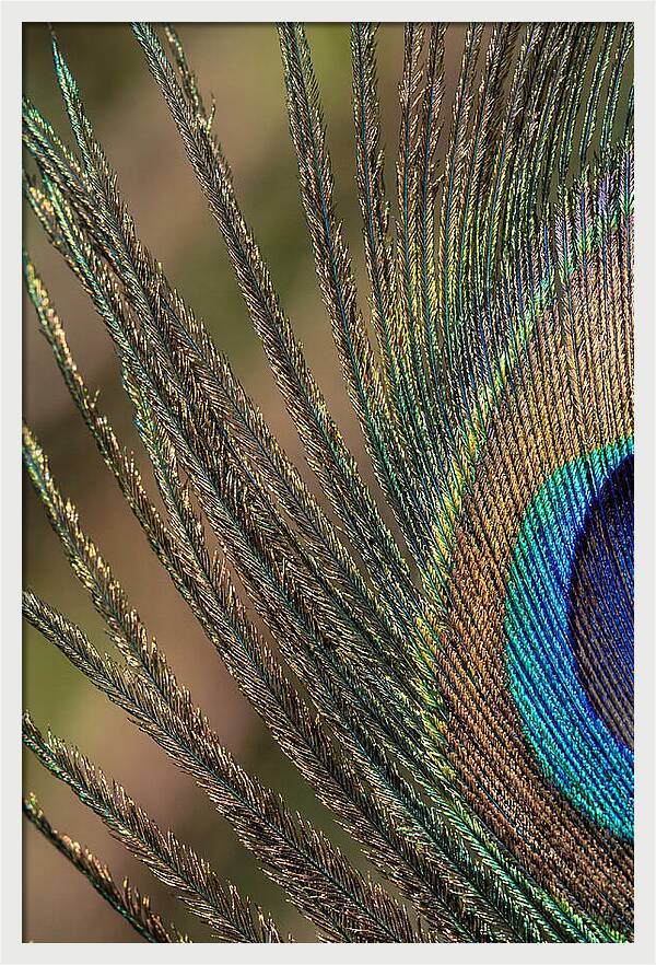 Feather Barbs Of A Peacock