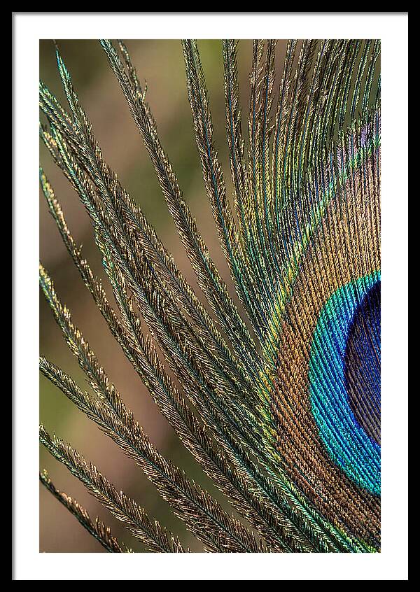 Feather Barbs Of A Peacock