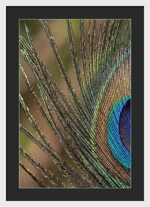 Feather Barbs Of A Peacock