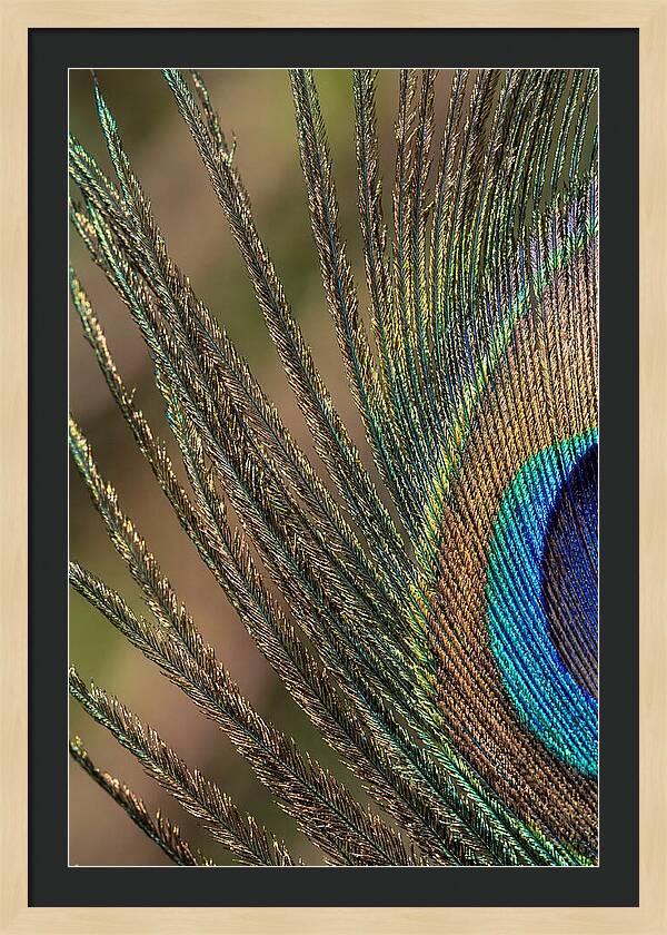 Feather Barbs Of A Peacock