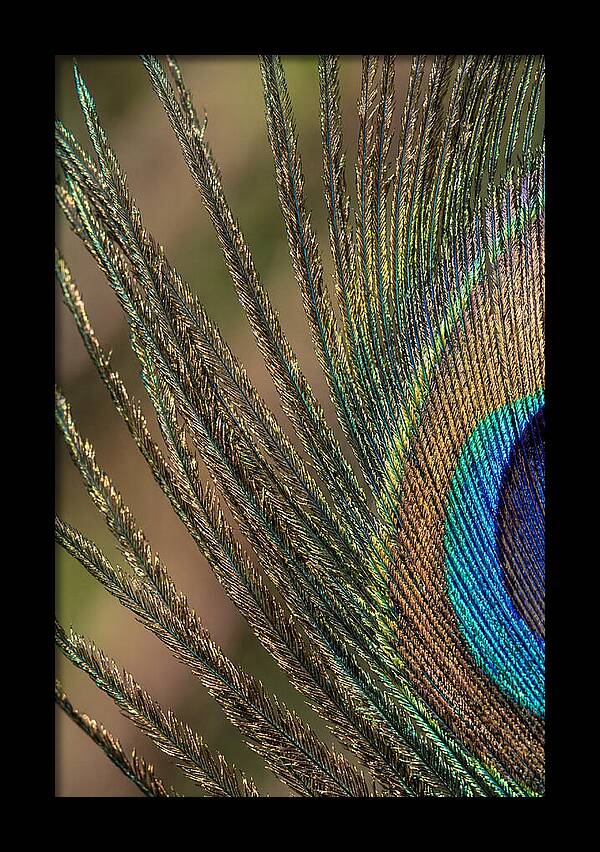 Feather Barbs Of A Peacock