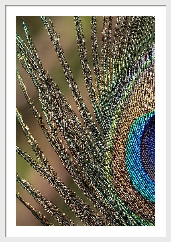 Feather Barbs Of A Peacock