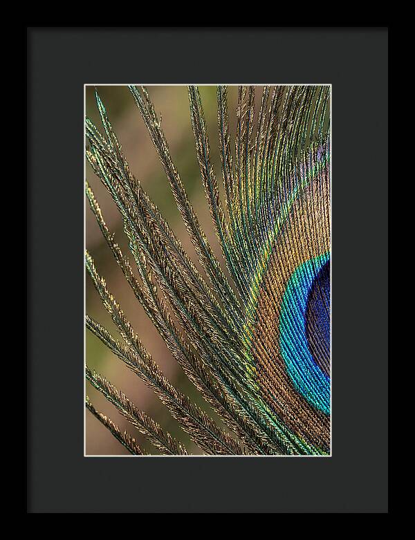 Feather Barbs Of A Peacock