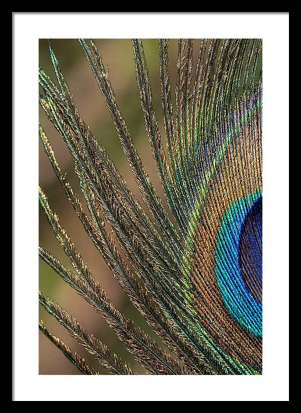 Feather Barbs Of A Peacock