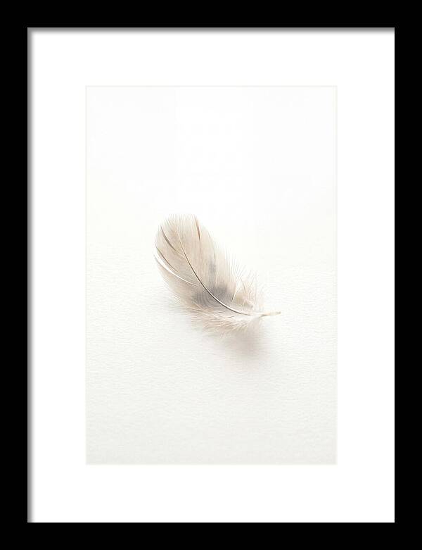Feather Resting On Paper