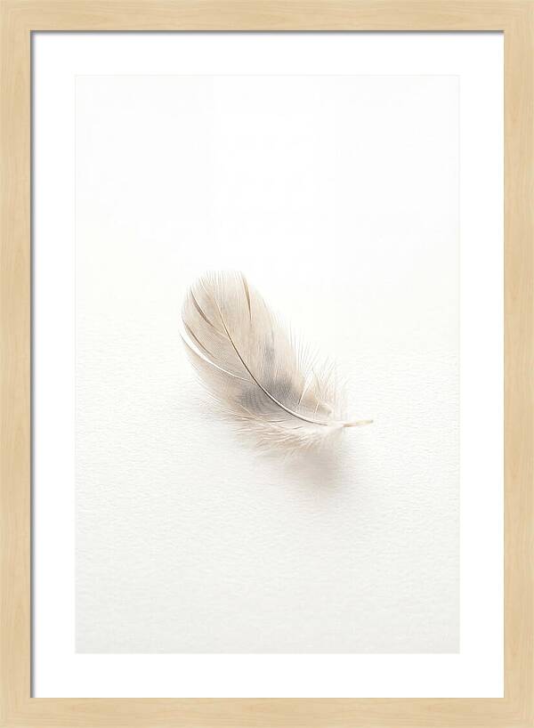 Feather Resting On Paper
