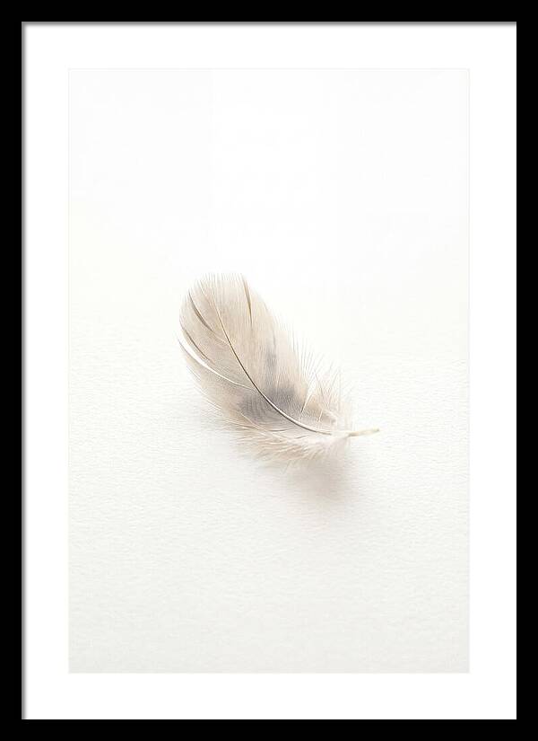 Feather Resting On Paper