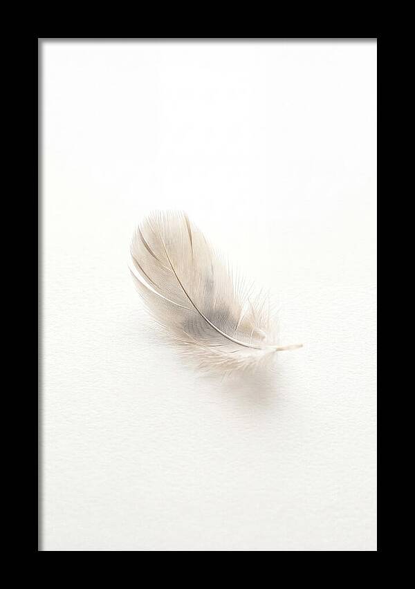 Feather Resting On Paper