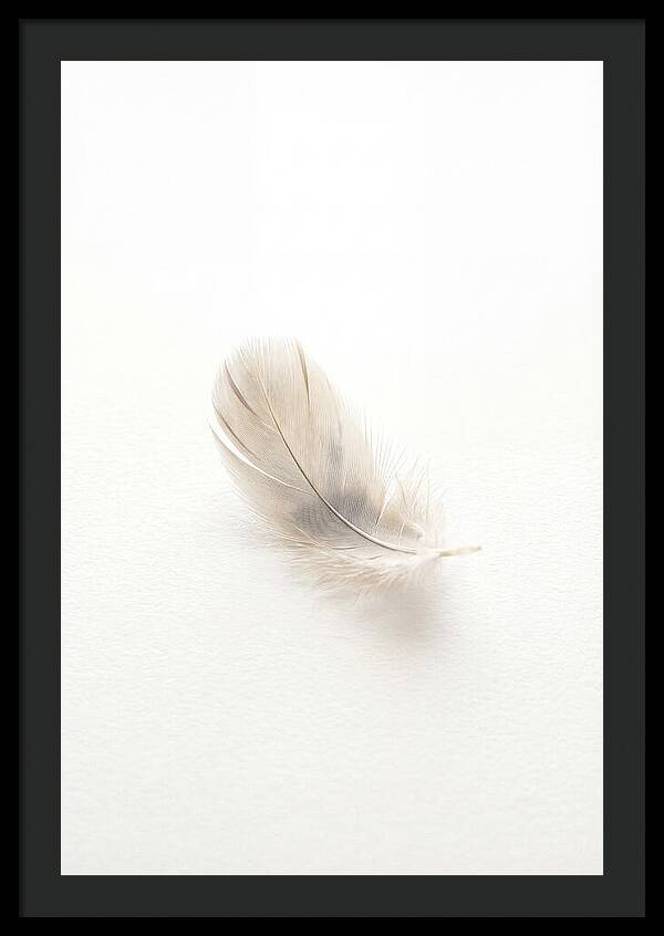 Feather Resting On Paper