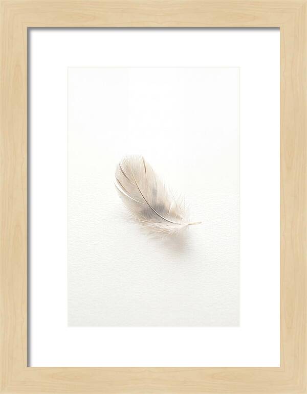 Feather Resting On Paper