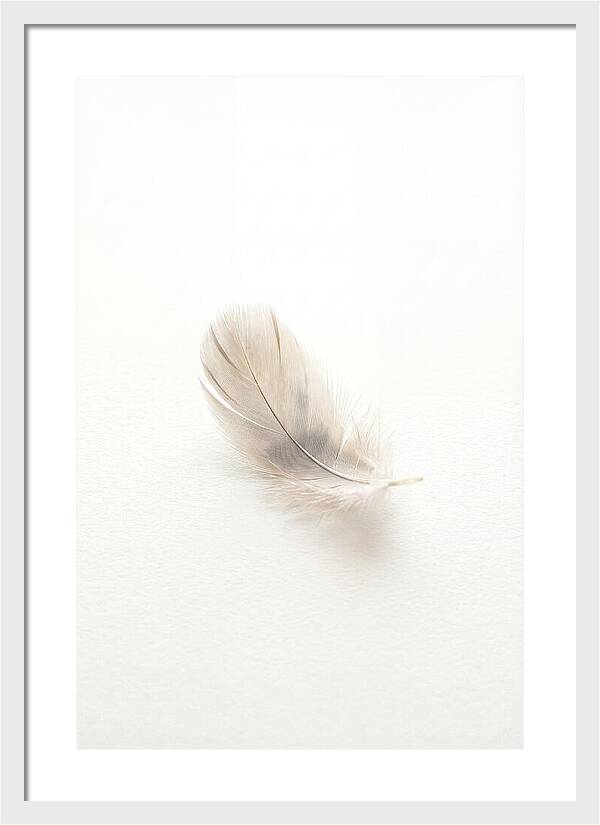 Feather Resting On Paper