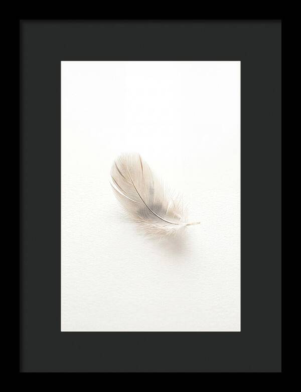 Feather Resting On Paper