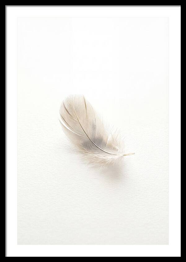 Feather Resting On Paper