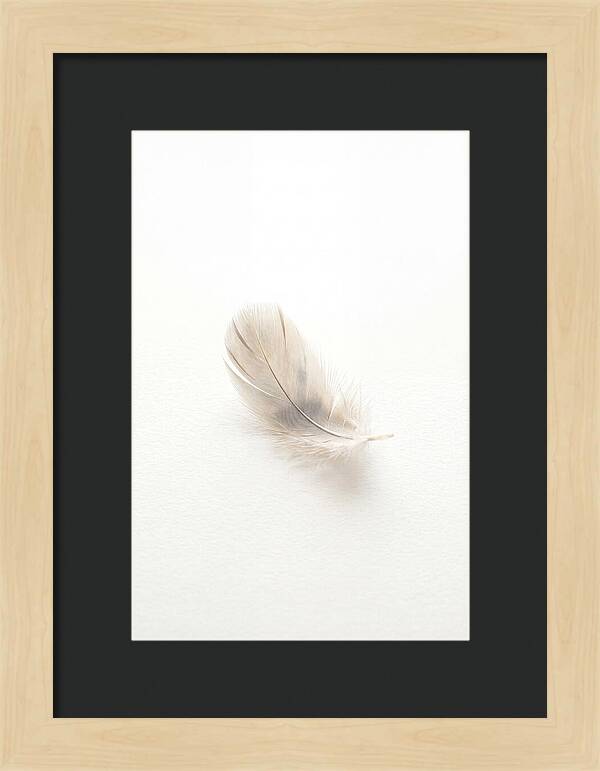 Feather Resting On Paper