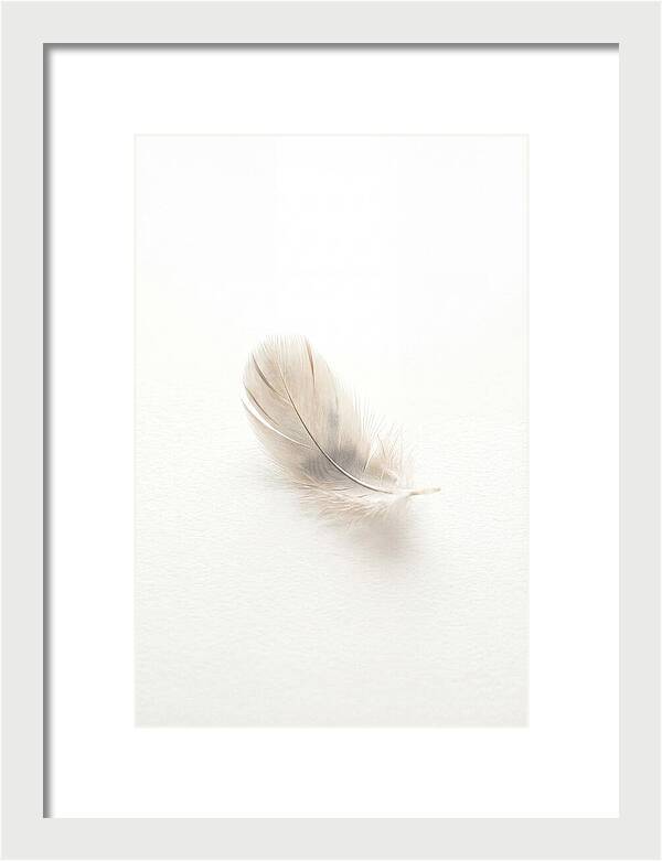 Feather Resting On Paper