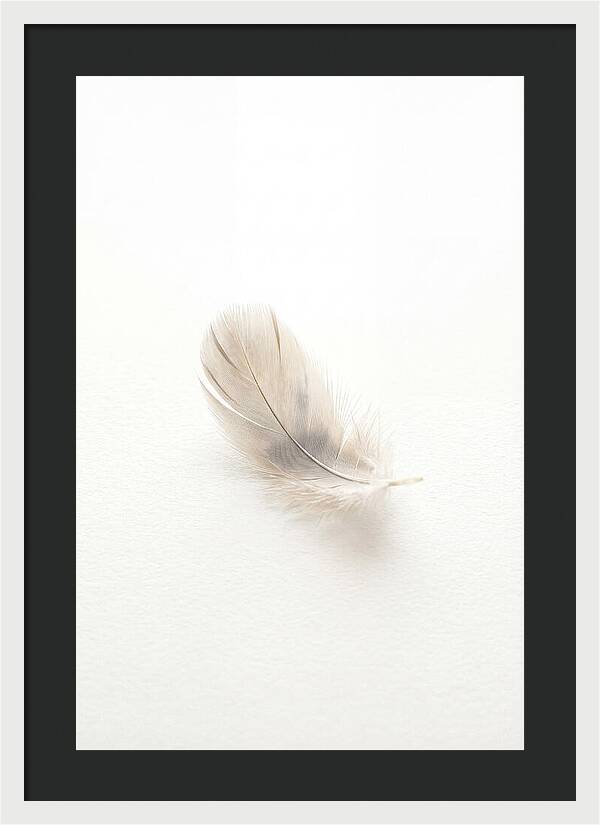 Feather Resting On Paper