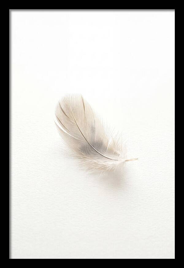 Feather Resting On Paper